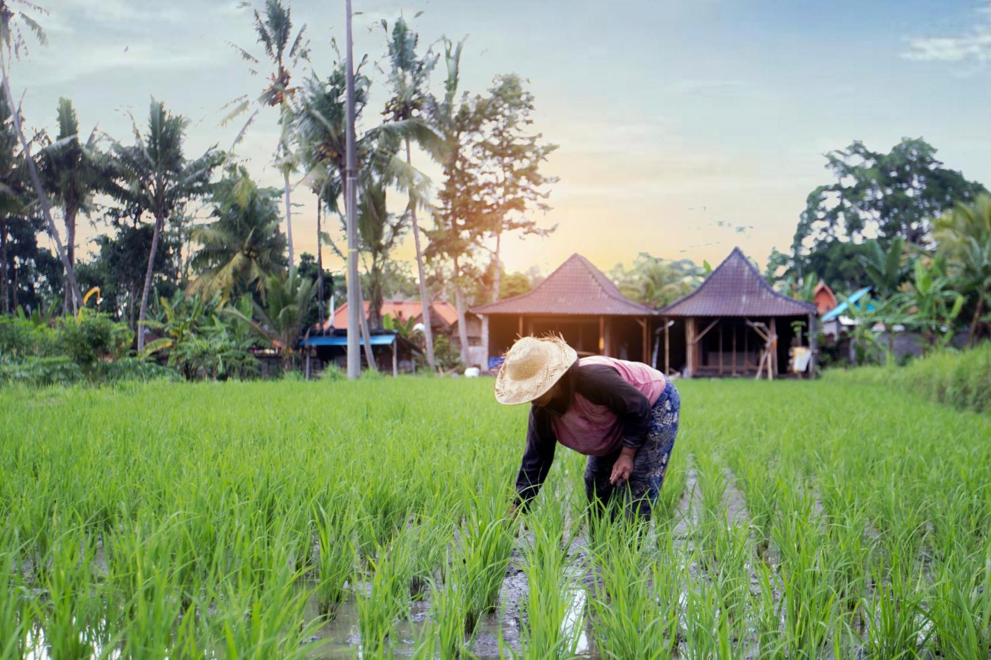 Guest house Senja D'ubud
